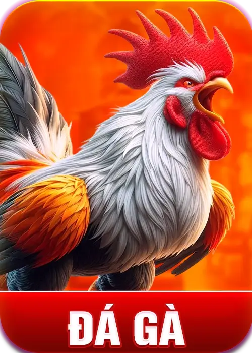kjc đá gà